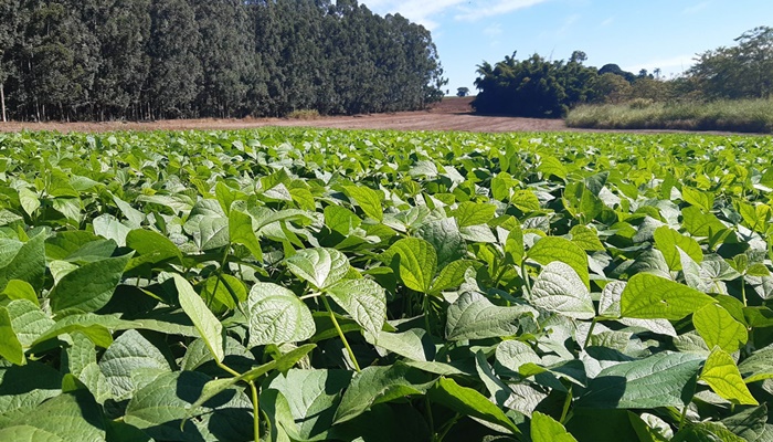  IDR-Paraná lança nesta terça-feira nova cultivar de feijão em Pato Branco