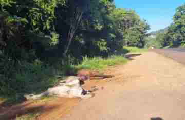 Guaraniaçu- PRF prende dois homens suspeitos de maltratar e abandonar cavalos mortos