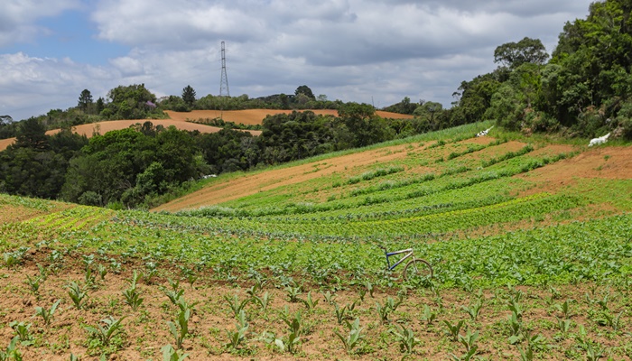  Com 3,9 mil agricultores certificados, Paraná lidera produção orgânica do Brasil