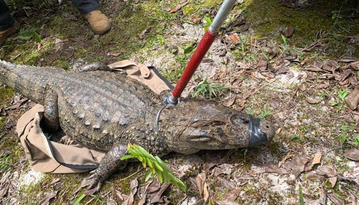  Animal silvestre em casa? Veja o que fazer se receber uma visita inesperada neste verão