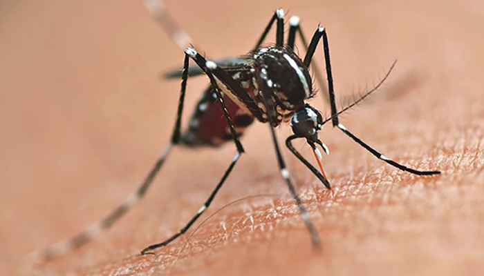 Ibema – Secretaria da Saúde alerta para os casos de dengue no município