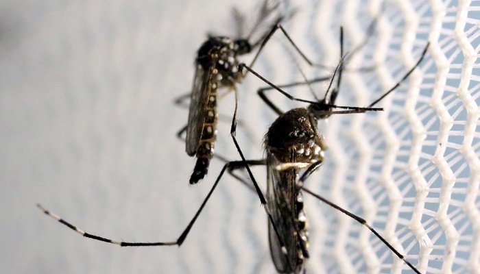 Casos graves de dengue podem causar hepatite e insuficiência renal