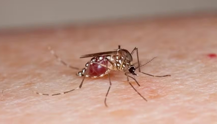 Tem dengue na área rural? Saiba como evitar a proliferação do mosquito