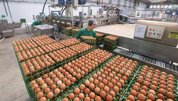  Paraná amplia participação na produção nacional de frangos, leite, ovos e suínos