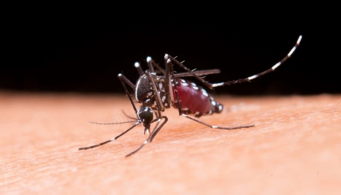 Pesquisa constata que dengue se espalha para o Sul e Centro-Oeste