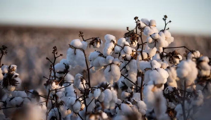 Produtores estimam aumento de 7,7% na safra de algodão