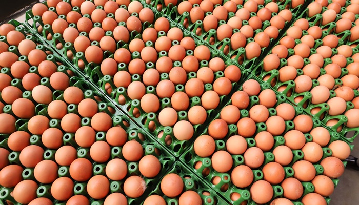  Produção de ovos do Paraná cresce 72% em uma década e mercado segue em expansão