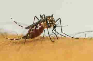 Brasil tem quase 4 milhões de casos prováveis de dengue