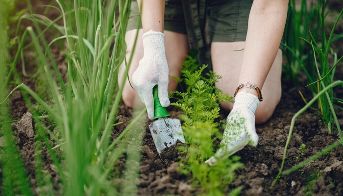 Como fazer canteiro para horta? Veja dicas de plantio e outros cuidados