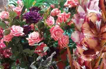  Dia das Mães: produção de rosas dobrou no Paraná na última década