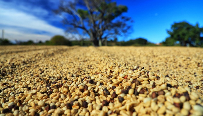  Paraná pode produzir até 750 mil sacas de café em 172 municípios em 2024, aponta boletim