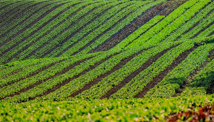  Com foco na produção orgânica, Estado lança aplicativo para auxiliar agricultores