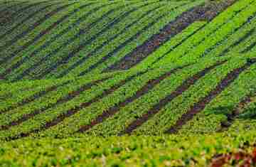 Com foco na produção orgânica, Estado lança aplicativo para auxiliar agricultores