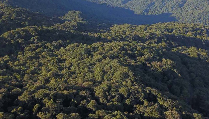  Paraná reduz desmatamento ilegal em 70,7%, melhor índice do País, aponta MapBiomas