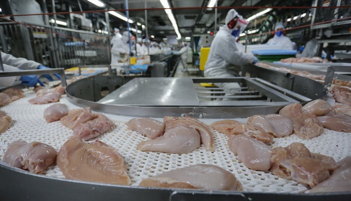  Com recorde, Paraná lidera produção de frango; abate de suínos também avança