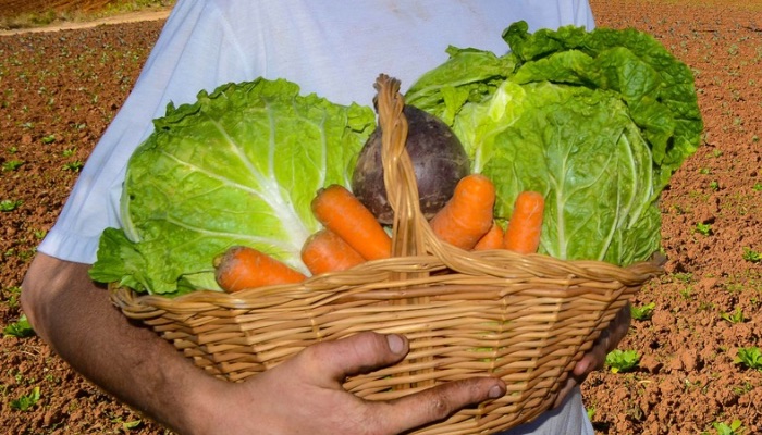 Saúde publica e-book sobre doenças provocadas por alimentos e como previni-las