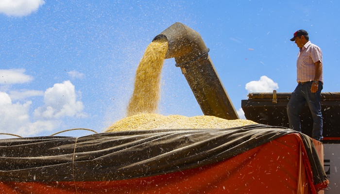  Colheita do milho da segunda safra paranaense alcança 42% da área