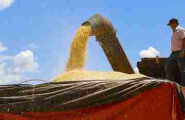  Colheita do milho da segunda safra paranaense alcança 42% da área