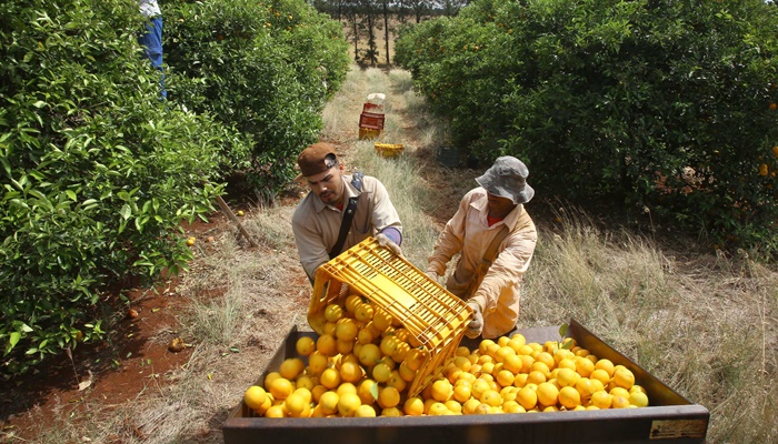  Governo prorroga emergência fitossanitária de combate à doença que ataca citricultura