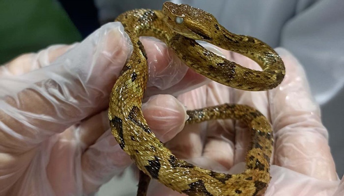  Saúde monitora serpentes no Estado e garante soro que neutraliza ação do veneno