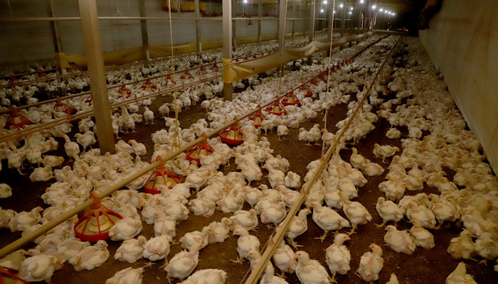  Paraná prorroga por mais 180 dias emergência zoossanitária contra a gripe aviária