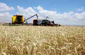  Produção de trigo deve alcançar 3,61 milhões de toneladas na atual safra no Paraná