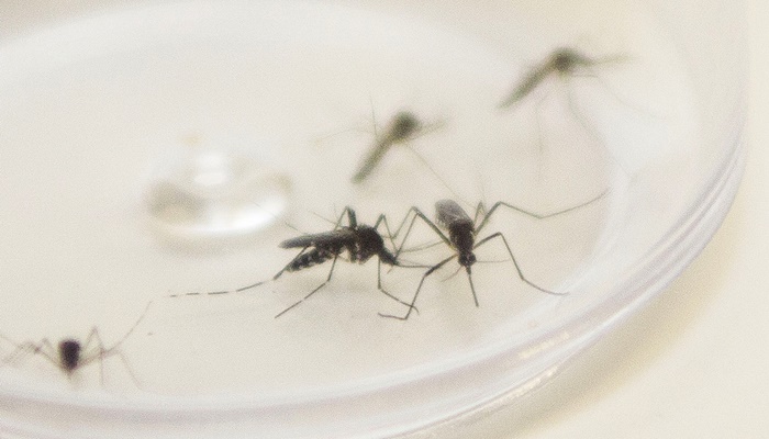  Paraná encerra período epidemiológico 23/24 da dengue com 595 mil casos