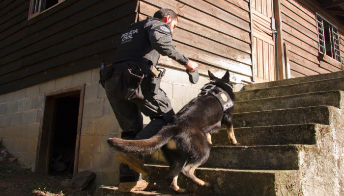  Detecção de drogas, armas e até explosivos: núcleo de cães da PCPR completa 13 anos