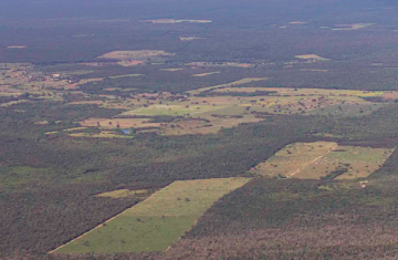 Desmatamento cai 55% na Mata Atlântica no primeiro semestre