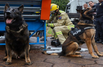 Cães da PCPR ajudaram a apreender 2,8 toneladas de drogas em 2024