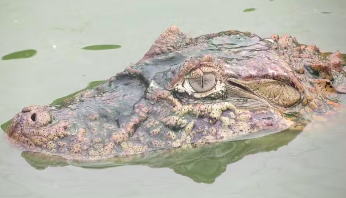  Frigorífico de jacarés em SP já pode vender carne para todo o Brasil