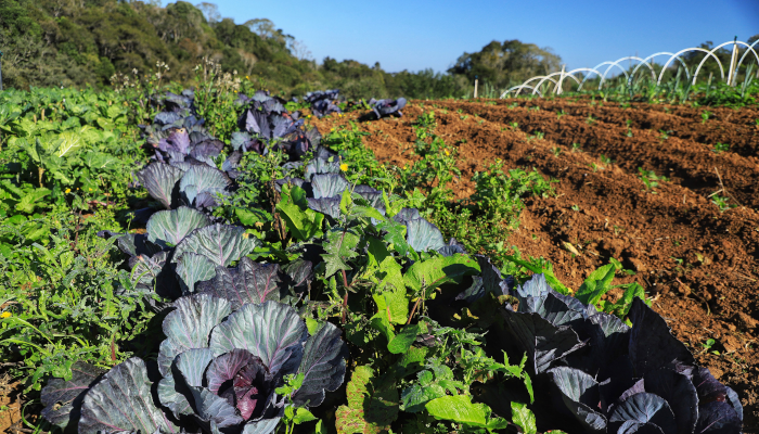 Projeto Renda Agricultor Familiar passa a atender 10 mil pessoas no Paraná