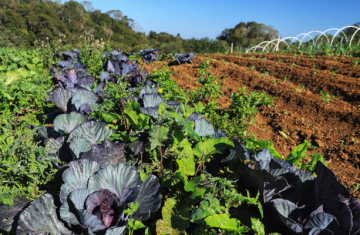 Projeto Renda Agricultor Familiar passa a atender 10 mil pessoas no Paraná