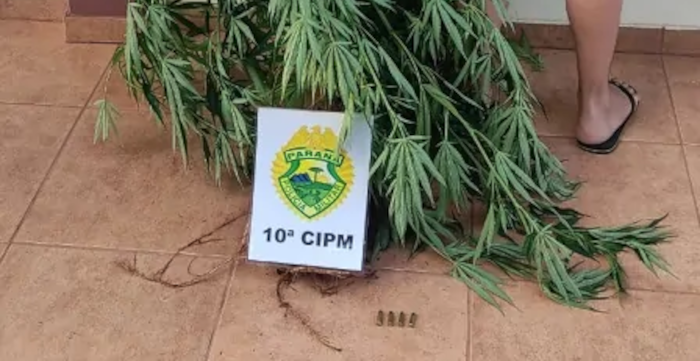 Cantagalo - Polícia Militar apreende planta de maconha e munições