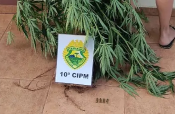 Cantagalo - Polícia Militar apreende planta de maconha e munições