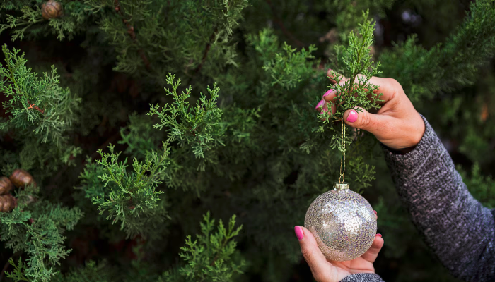 Por que o pinheiro se tornou símbolo do Natal?