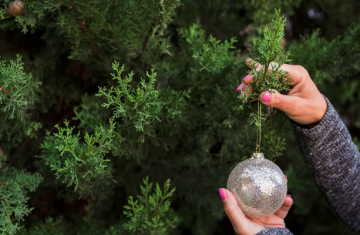 Por que o pinheiro se tornou símbolo do Natal?