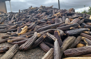 Que bucha é essa? Paraná é destaque na produção da planta, que chega a 41 municípios