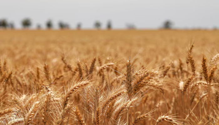 Brasil começa o ano com oferta reduzida de trigo