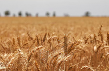 Brasil começa o ano com oferta reduzida de trigo