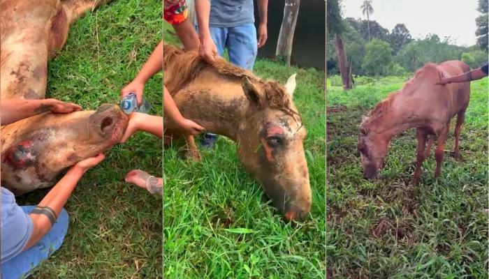 Cantagalo - Égua abandonada com diversos ferimentos é resgatada