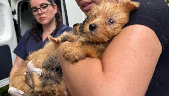 PCPR resgata mais de 130 cães vítimas de maus-tratos e prende mulher em Bocaiúva do Sul