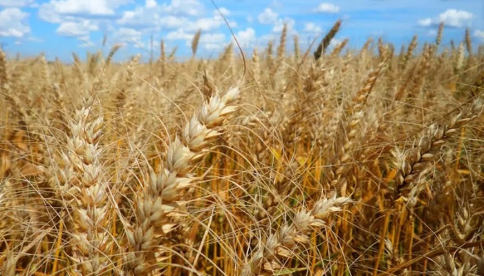 Calor prejudica lavoura de café, soja e arroz, diz especialista