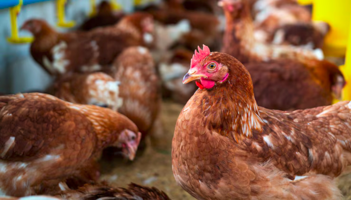 México aumenta lista de países que deixam de importar frango do Brasil