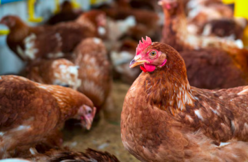 México aumenta lista de países que deixam de importar frango do Brasil