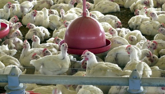 © ARQUIVO/AGÊNCIA BRASIL China, UE e Argentina suspendem compras de carne de frango do Brasil