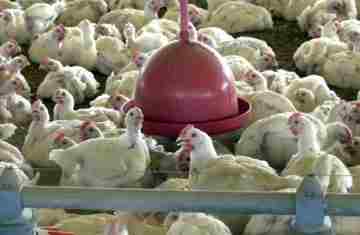 China, UE e Argentina suspendem compras de carne de frango do Brasil