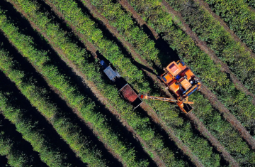 Colheita de 713 mil sacas de café chega a 36% no Paraná; cultura alcança R$ 1,1 bilhão