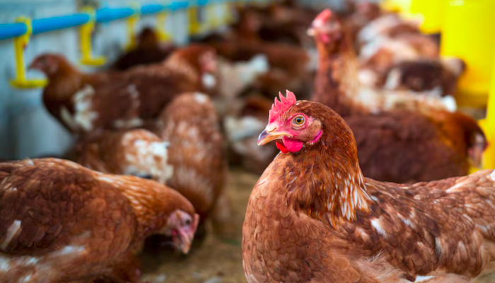  Gripe aviária: 17 países suspendem restrição à carne brasileira 