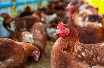  Gripe aviária: 17 países suspendem restrição à carne brasileira 
